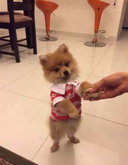 Pomeranian standing up